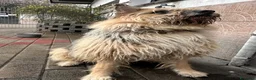 Meticcio cani in regalo: SPANK CERCA CASA - Annuncio 2