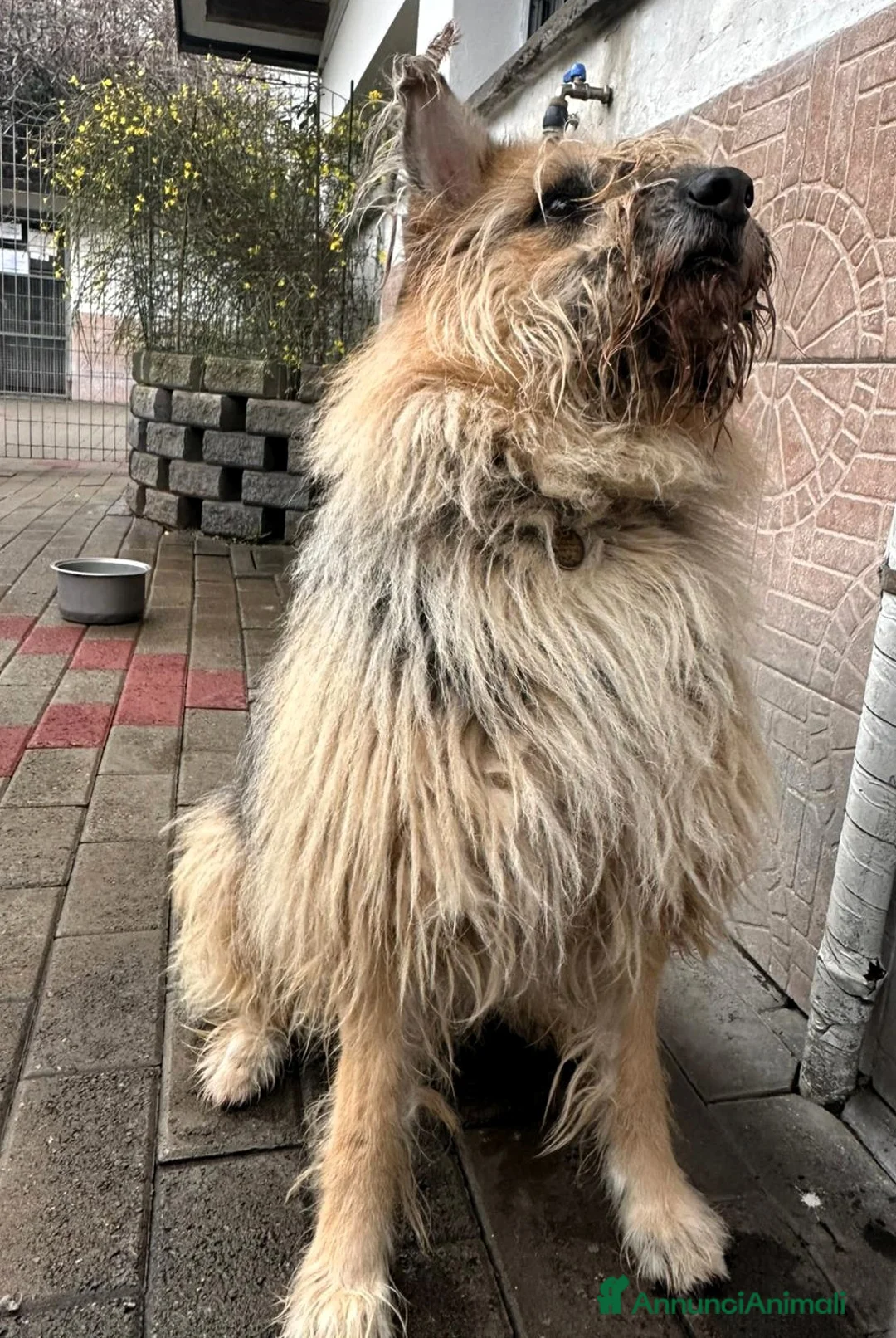 Meticcio cani in regalo: SPANK CERCA CASA - Annuncio 2