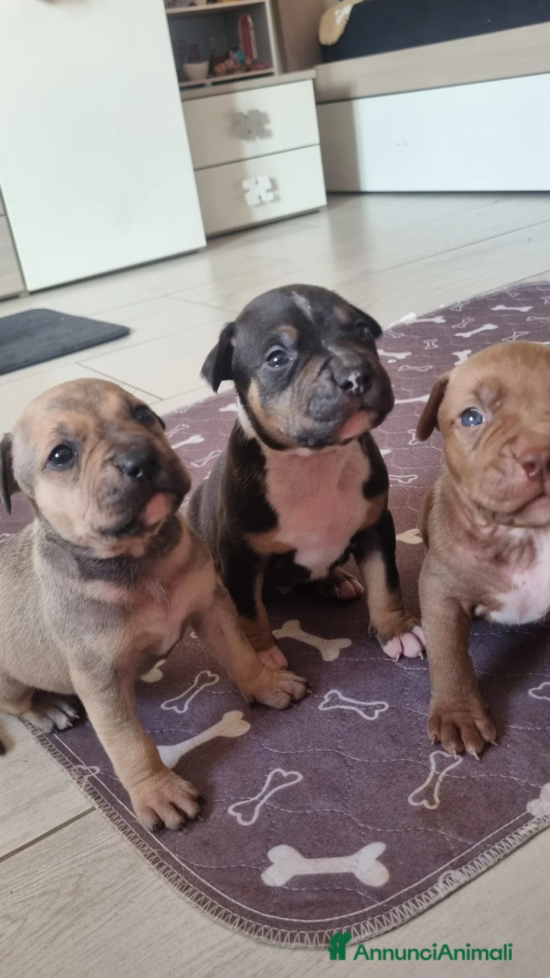 Pitbull cani in vendita: American pitbull terrier  - Annuncio 2