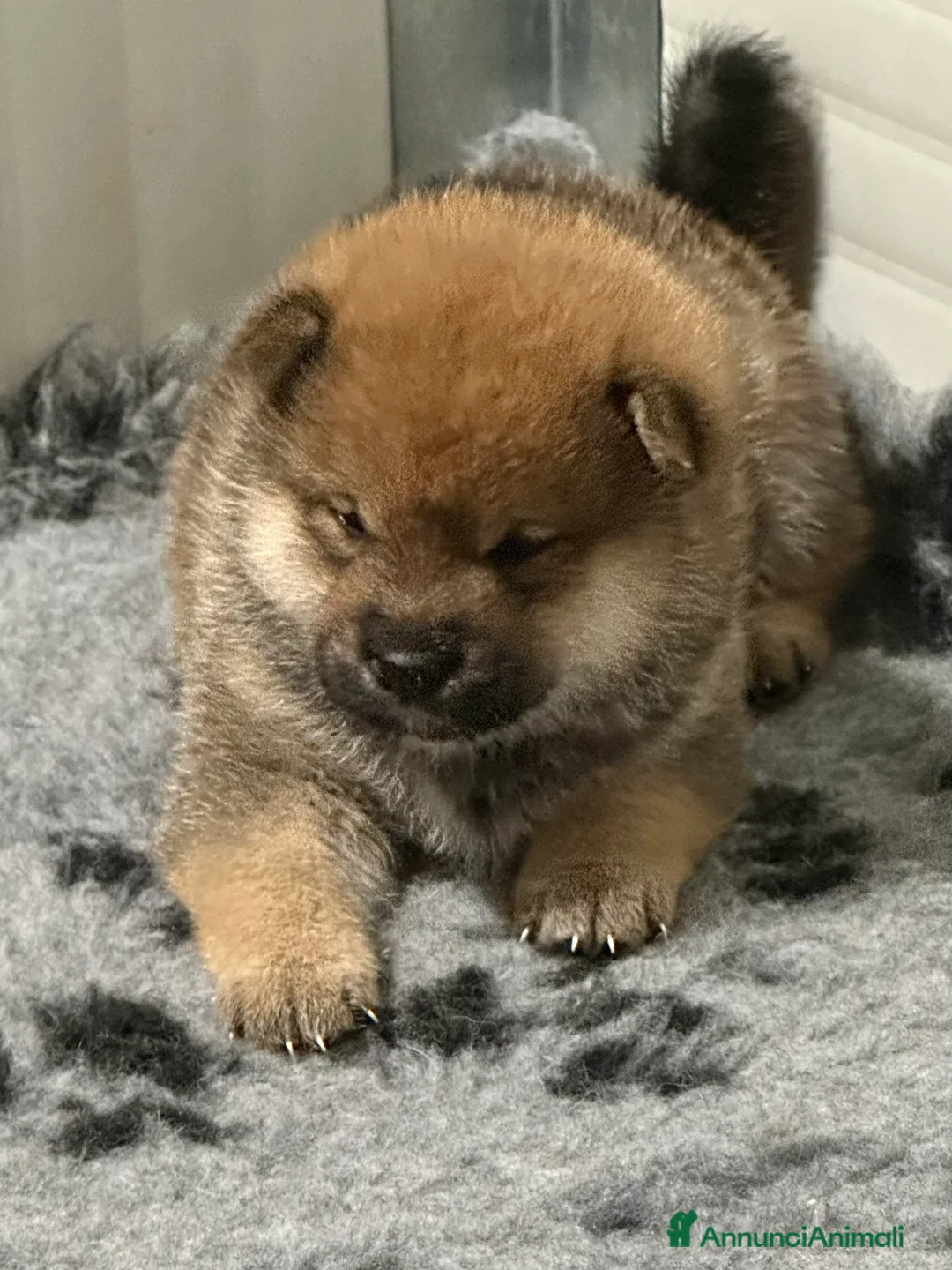 Shiba Inu cani in vendita: Shiba cucciola femmina con Pedigree, disponibile. - Annuncio 1