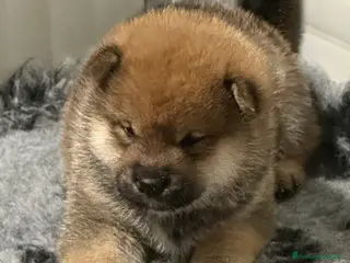 Shiba Inu cani Shiba cucciola femmina con Pedigree, disponibile. - Annuncio 1