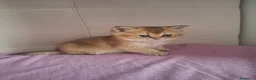 Scottish gatti in vendita: Gattini Scottish Straight  - Annuncio 18