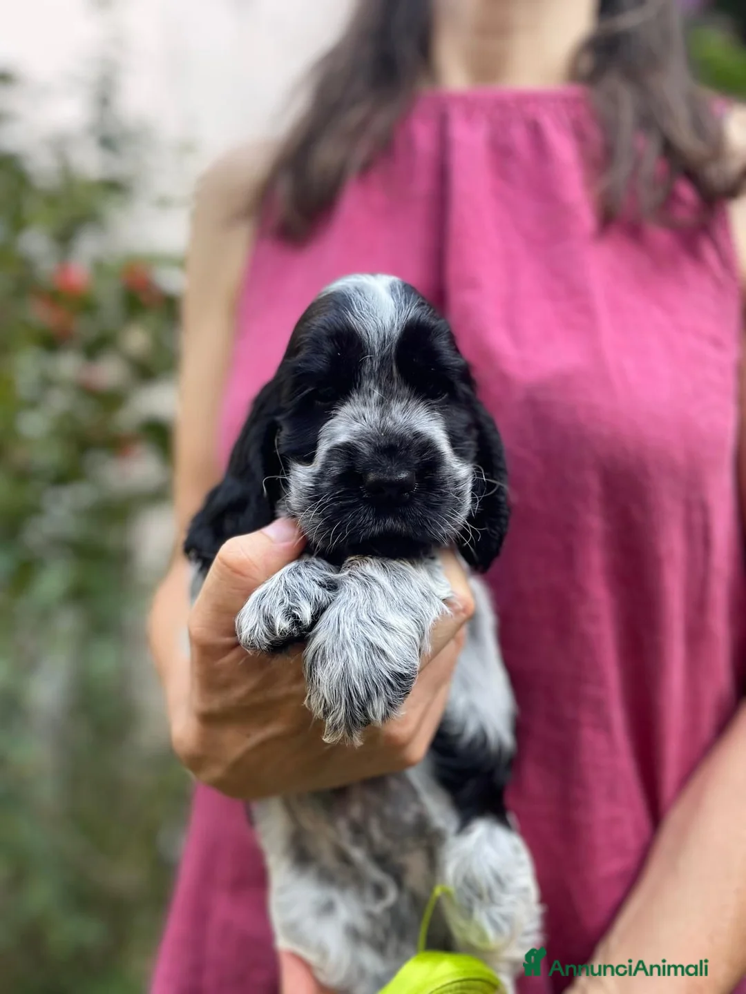 Cocker cani in vendita: cuccioli Cocker Spaniel Inglese  a Provincia di Ravenna - Annuncio 1