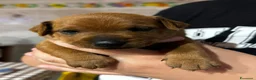 Pinscher Miniatura cani in vendita: Pinscher nano a Provincia di Pavia - Annuncio 4