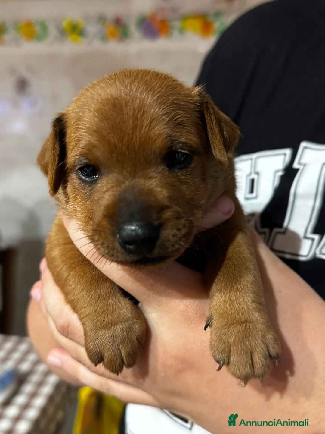 Pinscher Miniatura cani in vendita: Pinscher nano a Provincia di Pavia - Annuncio 4