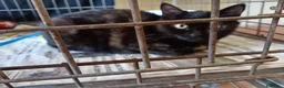 Europeo gatti in regalo: gatta 4 mesi cerca casa ❤️ - Annuncio 2