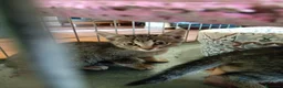 Europeo gatti in regalo: due cuccioli 2 mesi cercano casa❤️❤️ - Annuncio 7