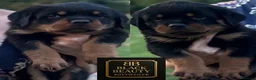 Rottweiler cani in vendita: Rottweiler pedigree Enci pagamenti rateali - Annuncio 2