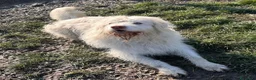 Meticcio cani in regalo: TRADITO DA CHI AMAVA! 2 ANNI a Provincia di Ferrara - Annuncio 6