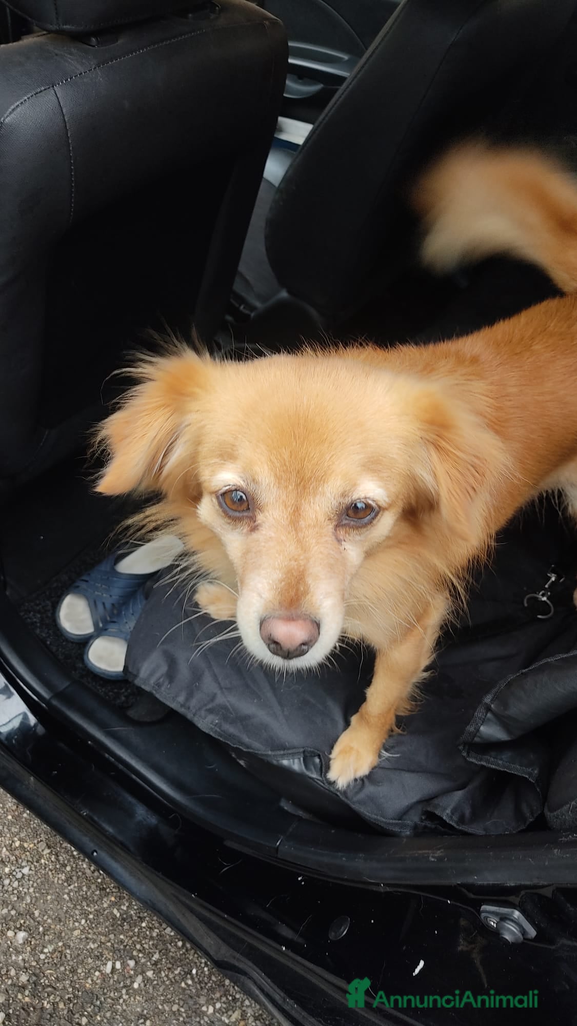 Meticcio cani CAGNOLINO - Annuncio 6