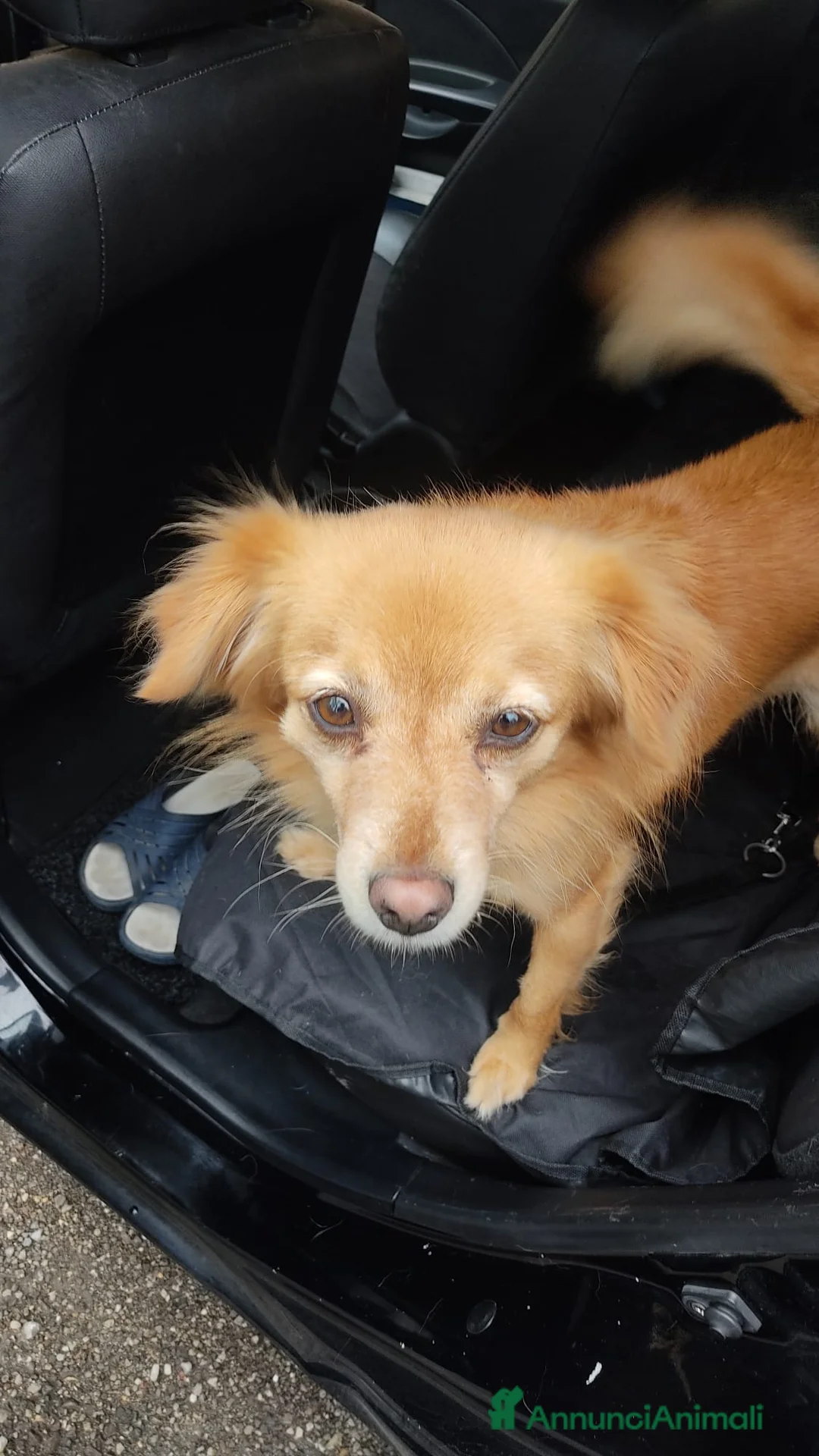 Meticcio cani in regalo: CAGNOLINO - Annuncio 1