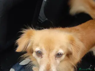 Meticcio cani CAGNOLINO - Annuncio 6