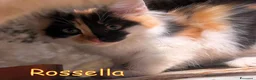Europeo gatti in regalo: ROSSELLA GATTINO PELO LUNGO - Annuncio 1