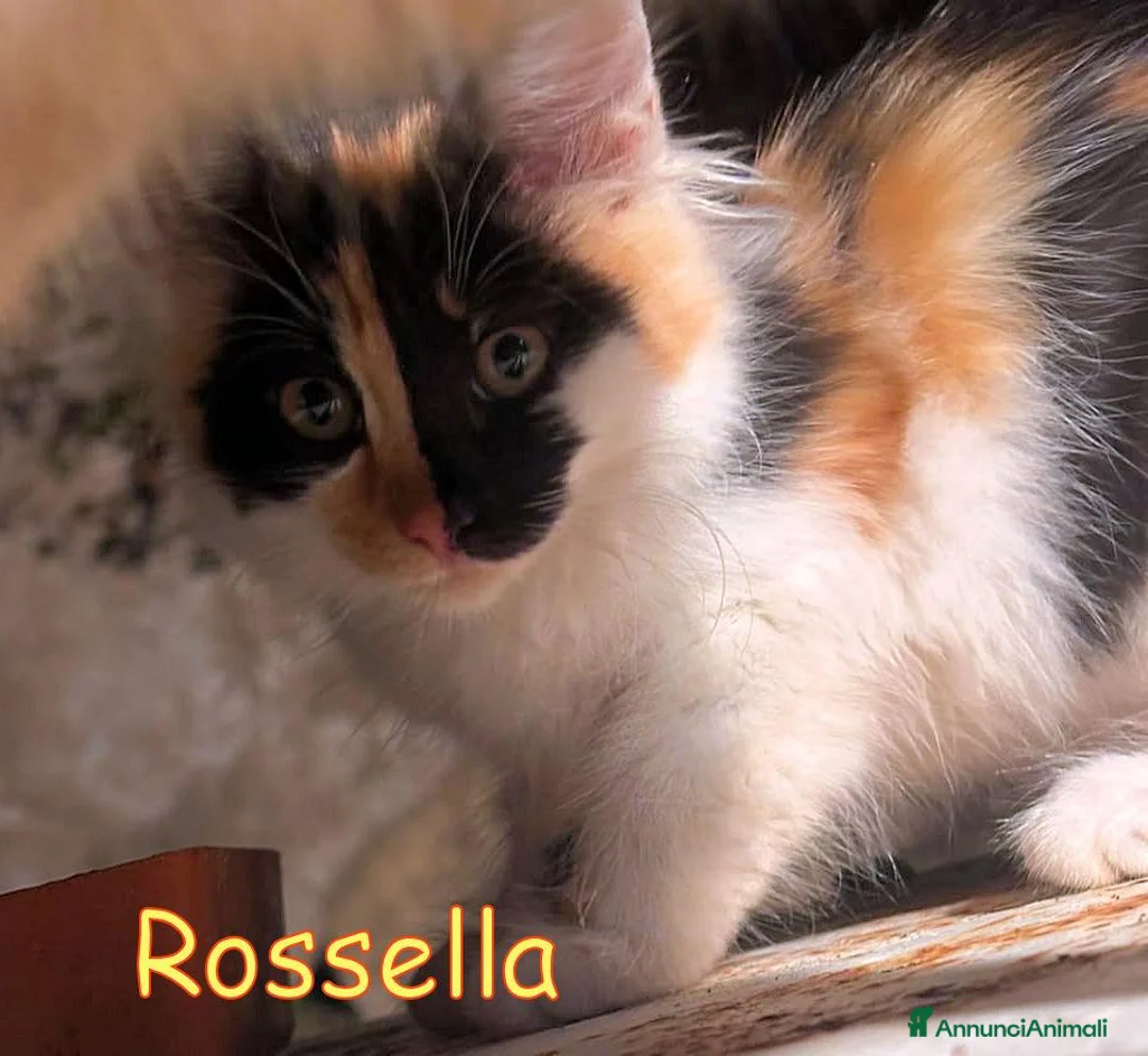 Europeo gatti in regalo: ROSSELLA GATTINO PELO LUNGO - Annuncio 1