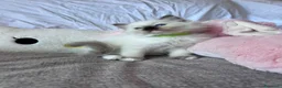Ragdoll gatti in vendita: Cuccioli Ragdoll disponibili a Città metropolitana di Messina - Annuncio 8
