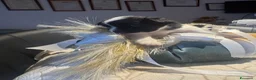 Maltese cani in vendita: Dolcissimi cuccioli di maltese super affettuoso   - Annuncio 8