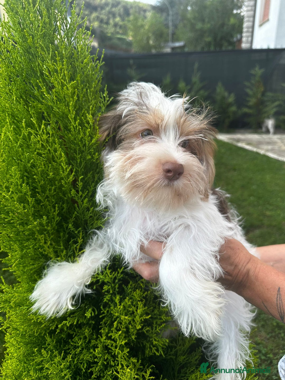 Yorkshire cani in vendita: Maschi di Yorkshire biewer  a Provincia di Bergamo - Immagine 4
