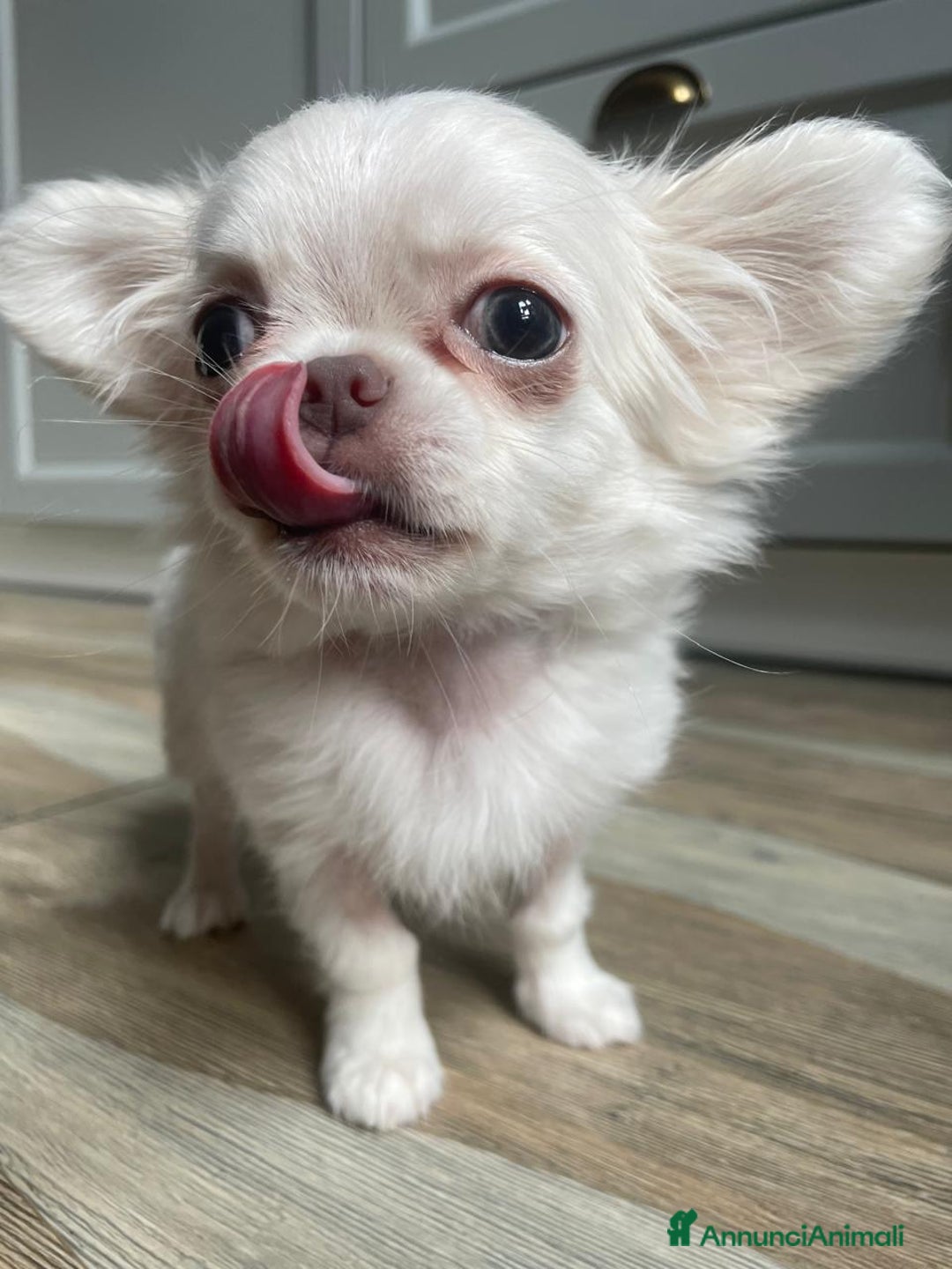 Chihuahua cani in vendita: Vendo splendida femminuccia di Chihuahua - Annuncio 3