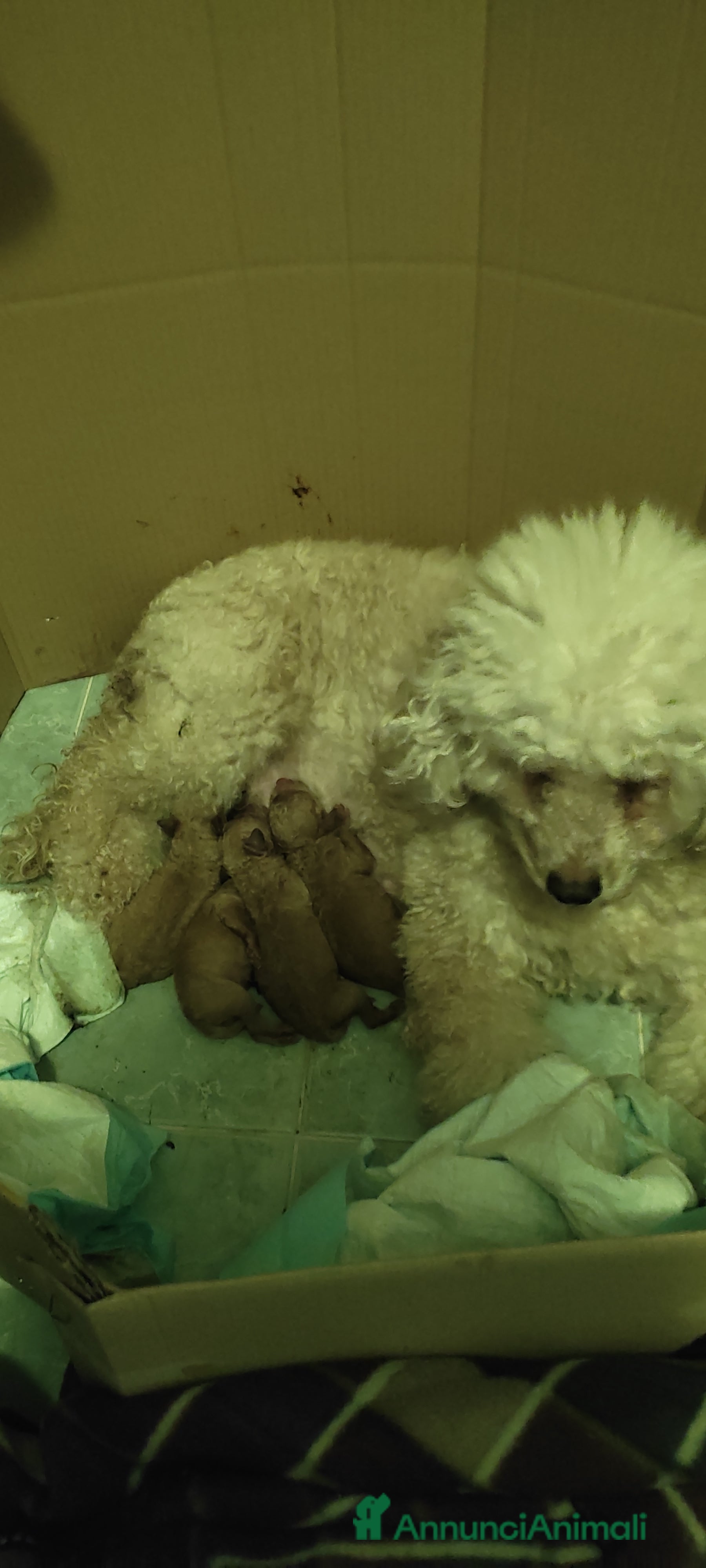 Barboncino cani Cuccioli barboncini - Annuncio 1