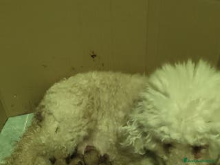 Barboncino cani Cuccioli barboncini - Annuncio 1