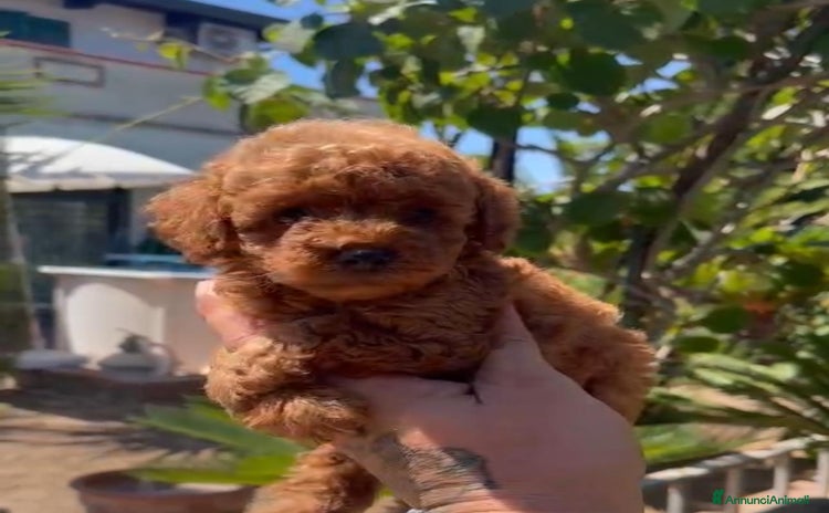 Barboncino Toy cani - Annuncio 1