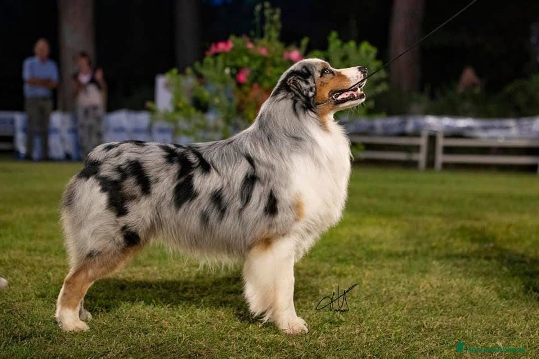 Australian Shepherd cani in vendita: Australian Shepherd  - Annuncio 10