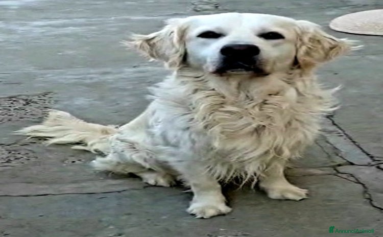 Golden Retriever cani a Provincia di Alessandria - Annuncio 2