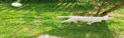 Husky cani in vendita: Siberian husky  - Annuncio 11