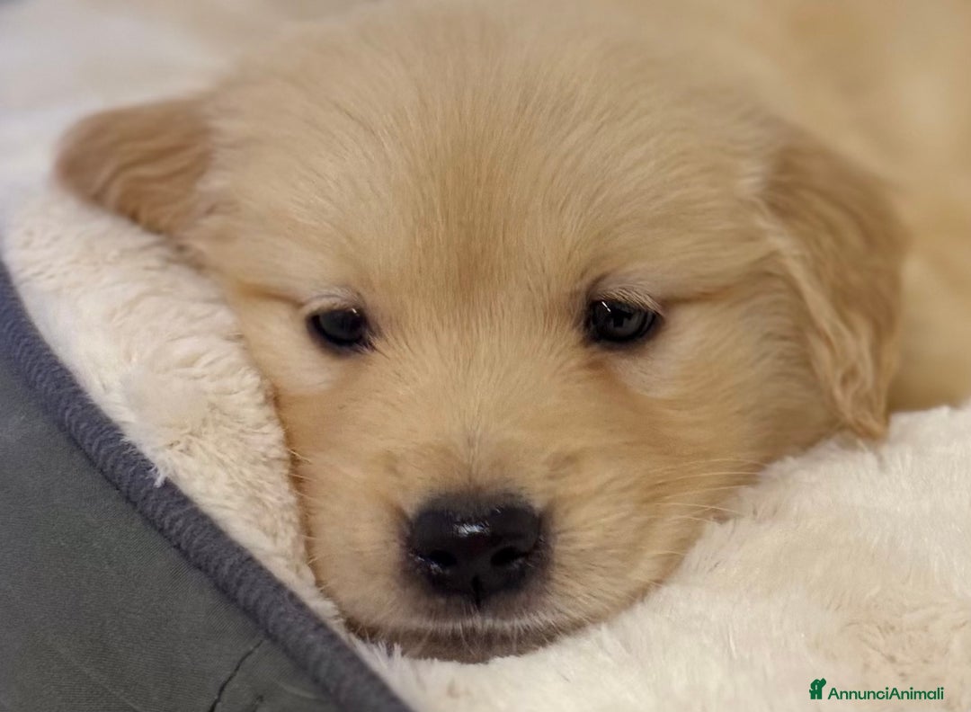 Golden Retriever cani in vendita: 🐾 Golden Retriever – disponibili da subito! 🐾 - Annuncio 4