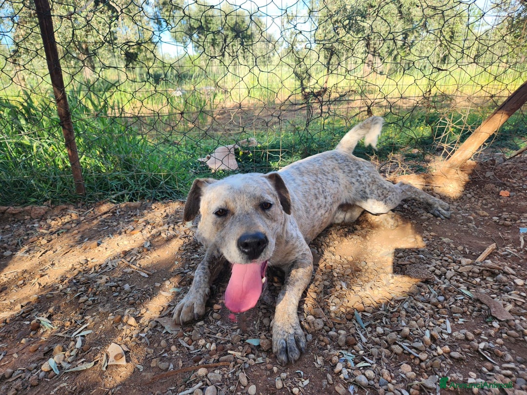 Meticcio cani in regalo: Molossino 18mesi solo tutto il giorno.CALABRIA SOS a Città metropolitana di Milano - Annuncio 7