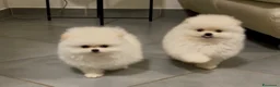 Spitz cani in vendita: Pomerania Spitz Toy nano  - Annuncio 4