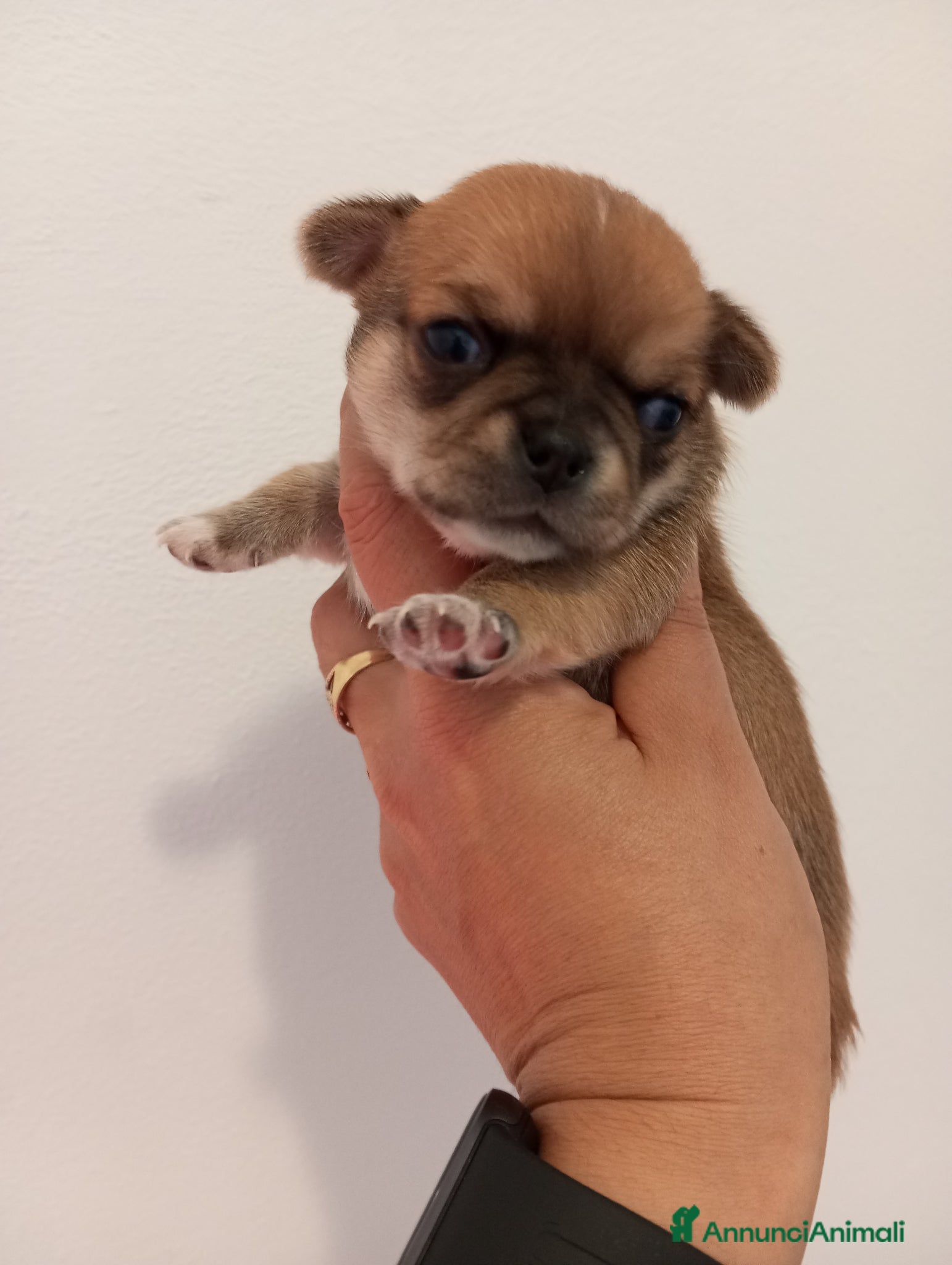 Chihuahua cani Chihuahua femmine con pedigree  - Annuncio 2