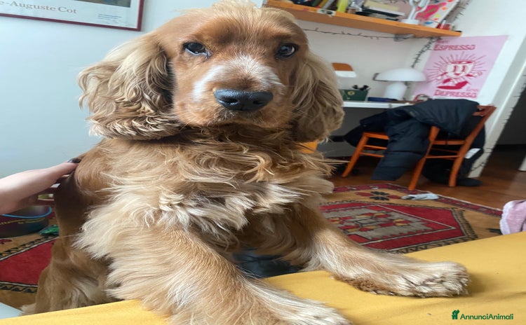 Cocker cani - Annuncio 2