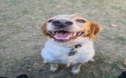 Breton cani in regalo: ETTORE & ACHILLE, fratellini BRETON! a Città Metropolitana di Firenze - Immagine 10