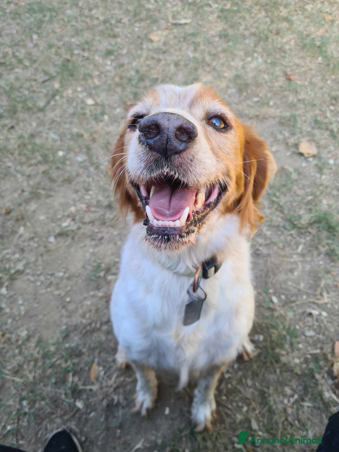 Breton cani in regalo: ETTORE & ACHILLE, fratellini BRETON! a Città Metropolitana di Firenze - Immagine 10