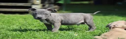 Pitbull cani in vendita: Cucciolo Pit Bull Blue con pedigree anche a rate - Annuncio 10