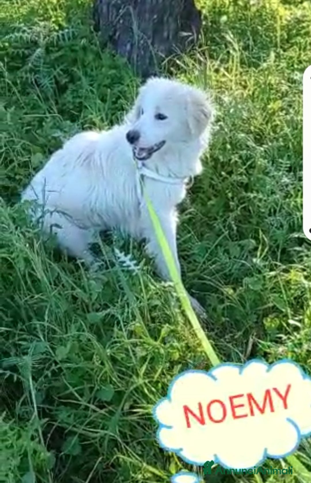 Meticcio cani in regalo: Fratello/sorella 4anni tg media bellissimi CALABRI - Annuncio 8