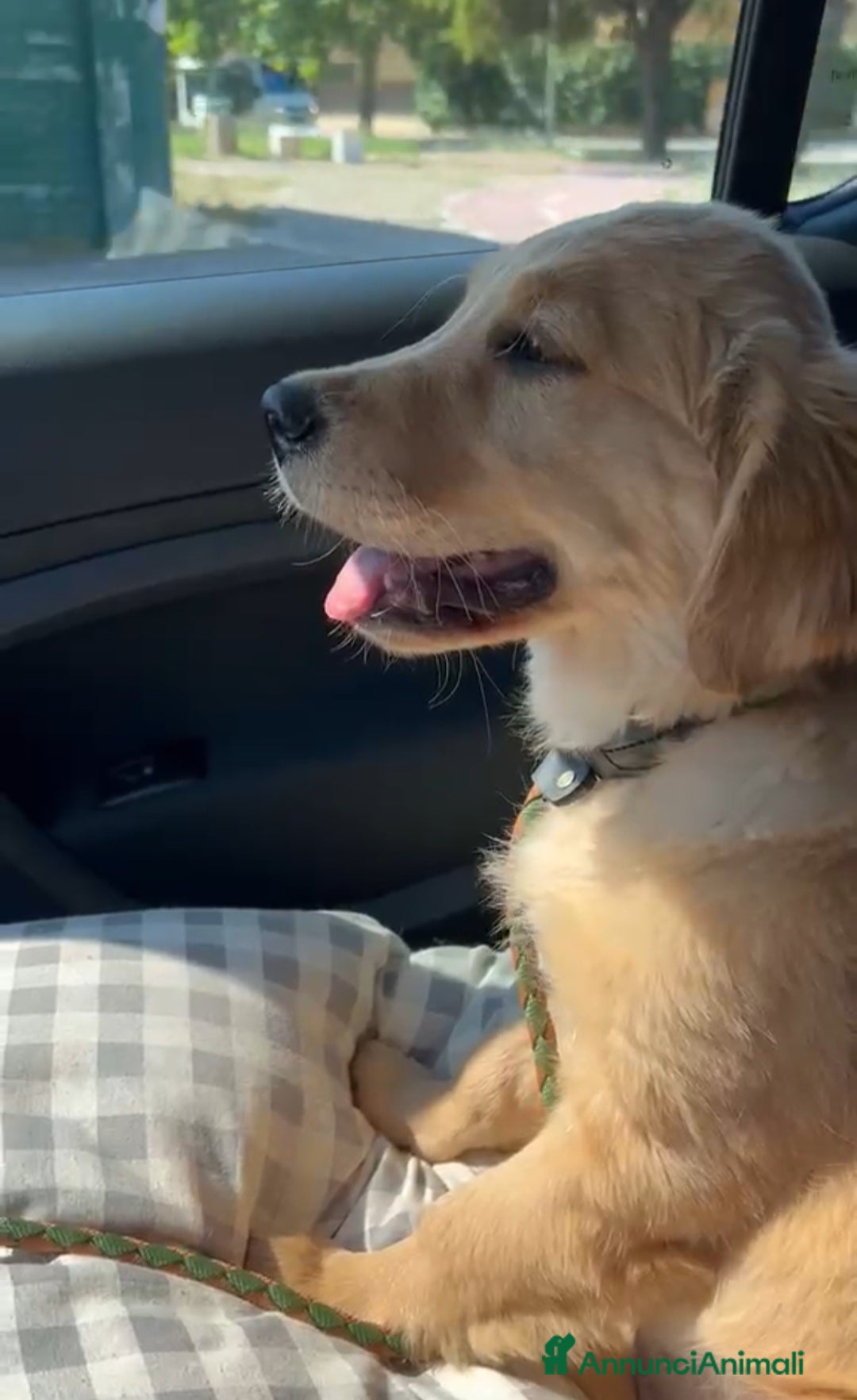 Golden Retriever cani Dolce cucciola  - Annuncio 3