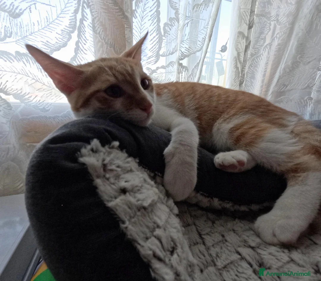 Europeo gatti in regalo: Attila  - Annuncio 2