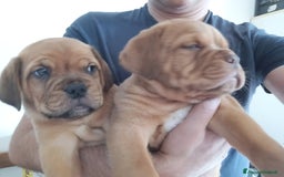 Dogue de Bordeaux cani in vendita: Disponibili Cuccioli di Dogue de Bordeaux a Provincia di Modena - Immagine 3