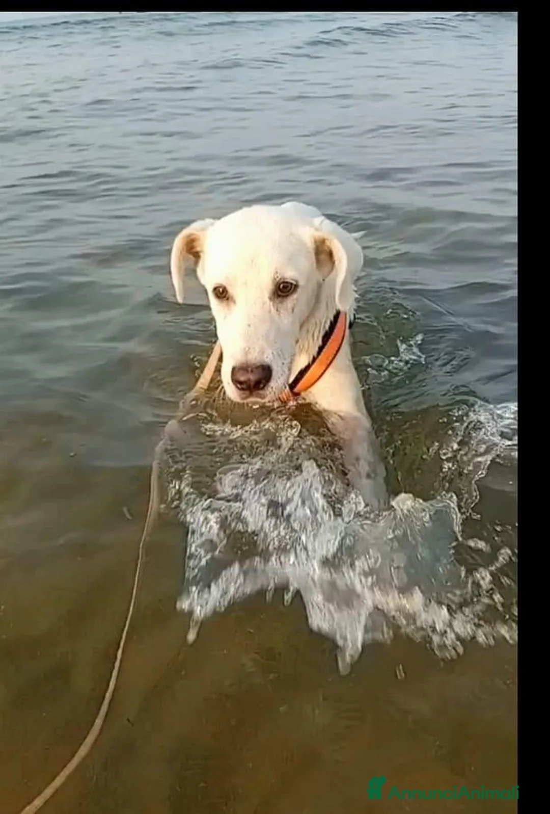 Meticcio cani in regalo: donato  - Annuncio 4
