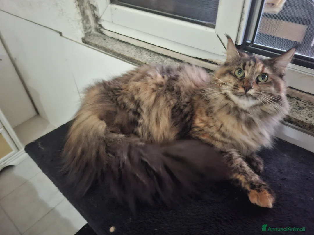 Maine Coon gatti in vendita: Bellissimi getting Mane coon 12 mesi disposable. - Annuncio 1