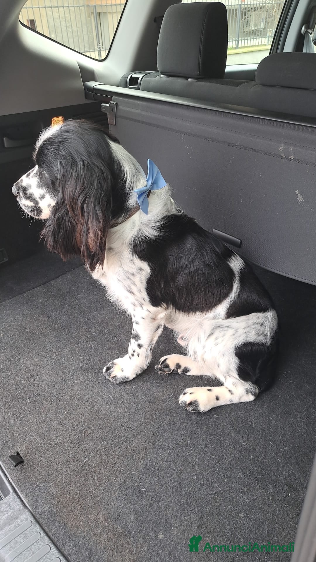 Cocker cani per accoppiamento: Cocker Spaniel Inglese da Monta - Annuncio 3