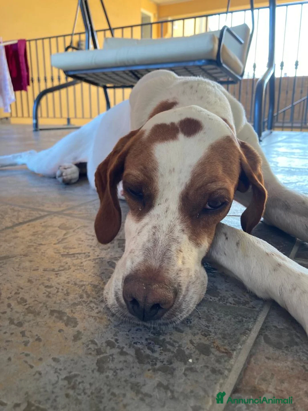 Pointer cani in regalo: Pointer Inglese cerca una nuova casa - Annuncio 4