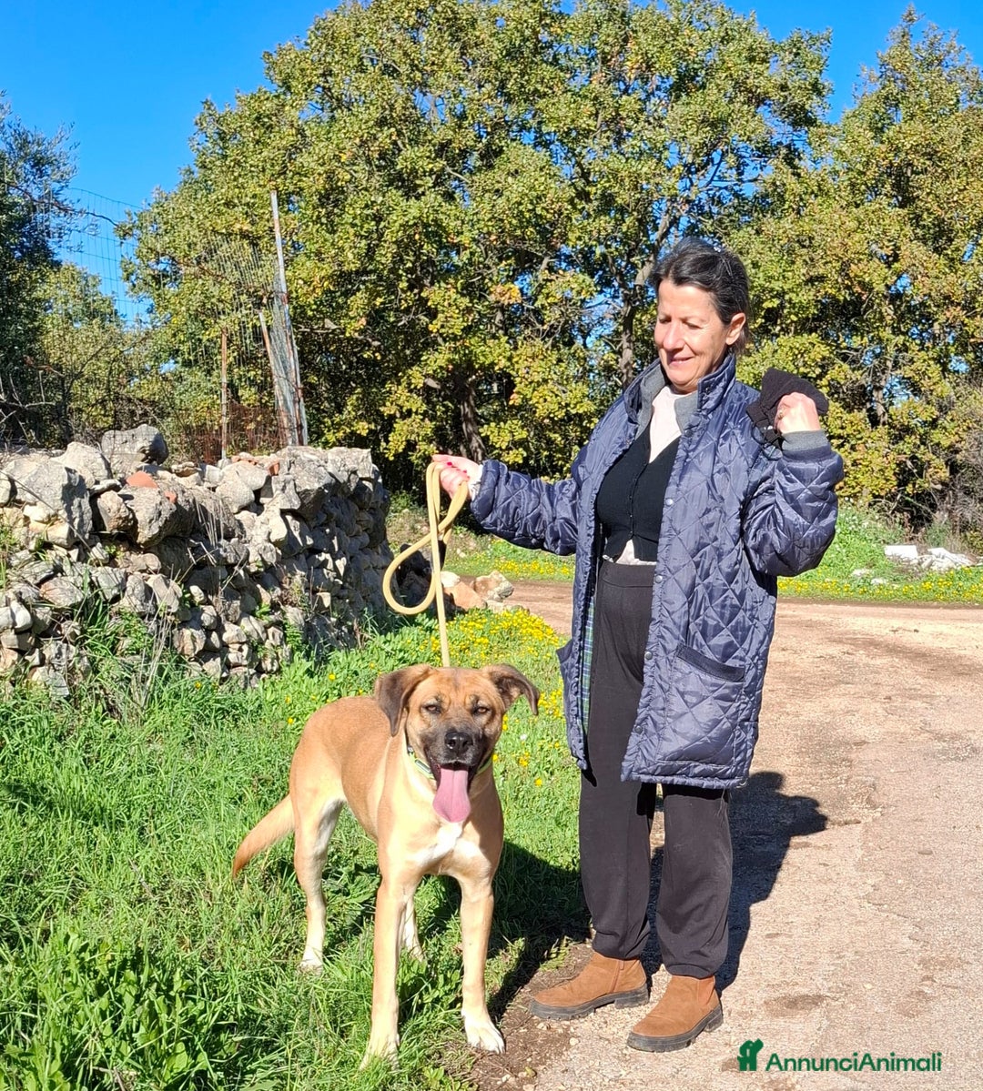 Meticcio cani in regalo: Mara Cerca Famiglia. Info Monica 3890238584 - Annuncio 8