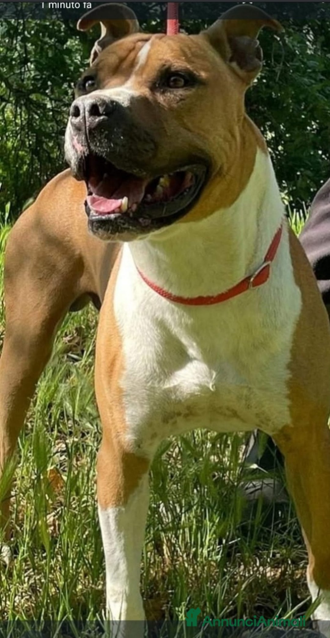 American Staffordshire cani in regalo: Amstaff viveva felice coi bimbi,poi il canile!ROMA a Città metropolitana di Milano - Immagine 5