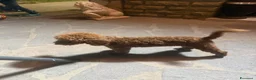 Barboncino Toy cani in vendita: Barboncino - Annuncio 4