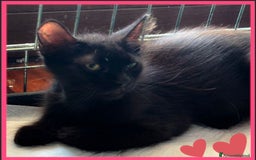 Europeo gatti in regalo: NERINO UN AMORE DI MICINO - Immagine 2