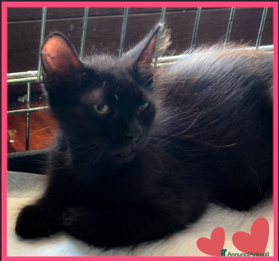 Europeo gatti in regalo: NERINO UN AMORE DI MICINO - Immagine 2