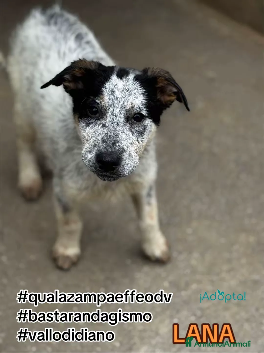 Meticcio cani in regalo: Lana cucciola 3 mesi socievole a Città Metropolitana di Genova - Annuncio 1